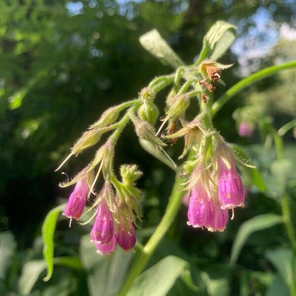 Symphytum officinale Kukka