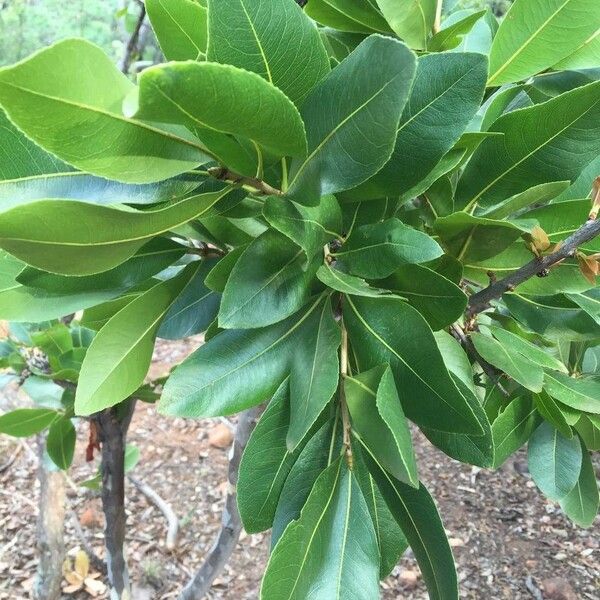 Ochna pulchra Habit