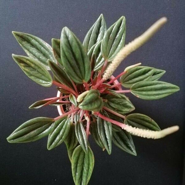 Peperomia caperata पत्ता