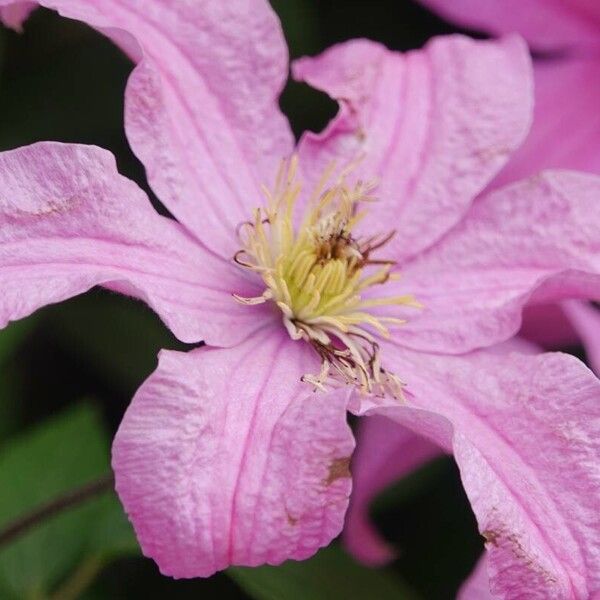 Clematis viticella Інше