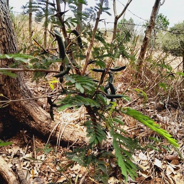 Vachellia cornigera Vili