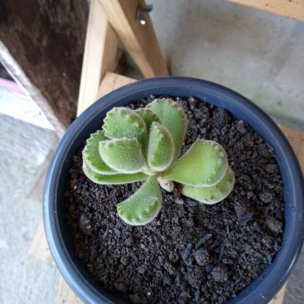 Cotyledon tomentosa Квітка