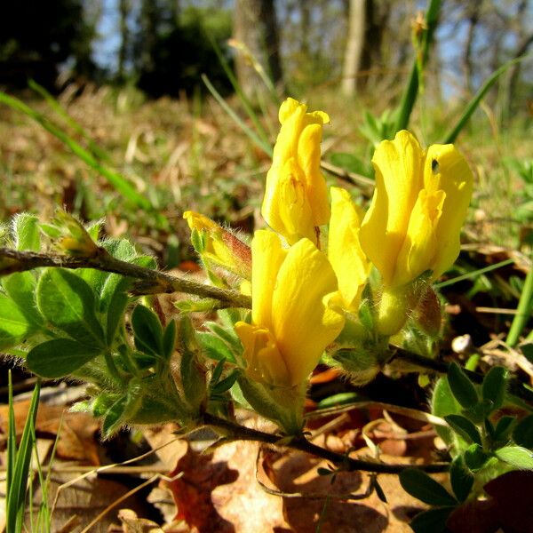 Chamaecytisus hirsutus Kwiat