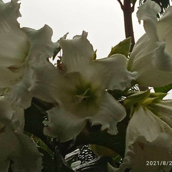 Beaumontia grandiflora Flower