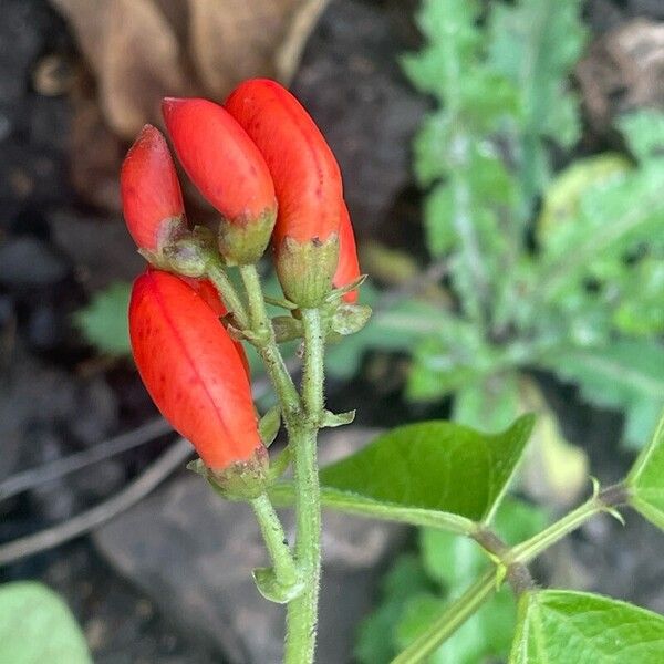 Phaseolus coccineus Flor