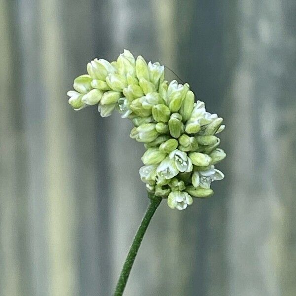 Persicaria lapathifolia Квітка