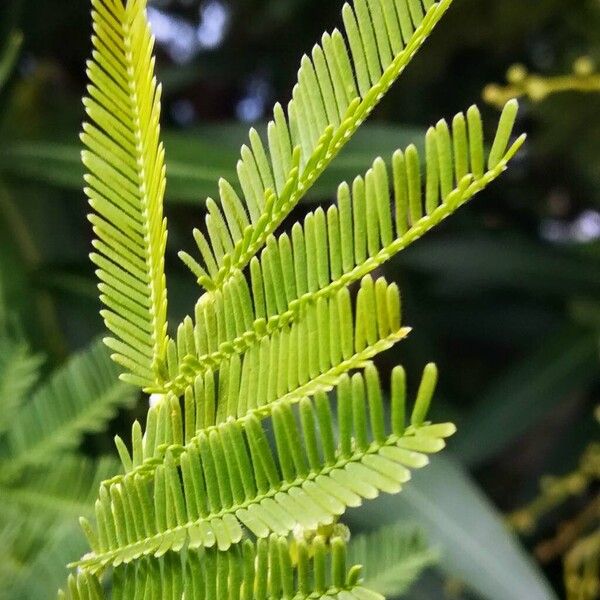 Acacia dealbata List