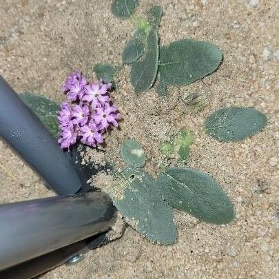 Abronia umbellata Flower