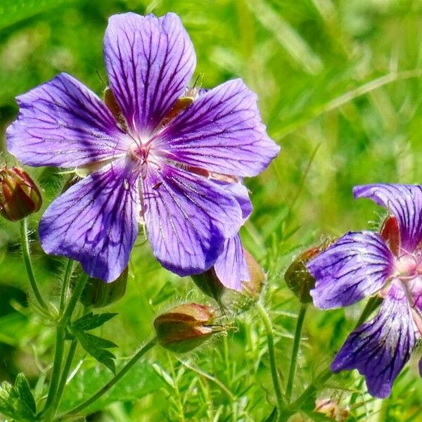 Geranium ibericum Kukka