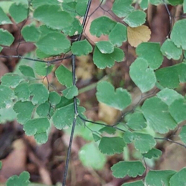 Adiantum raddianum Други