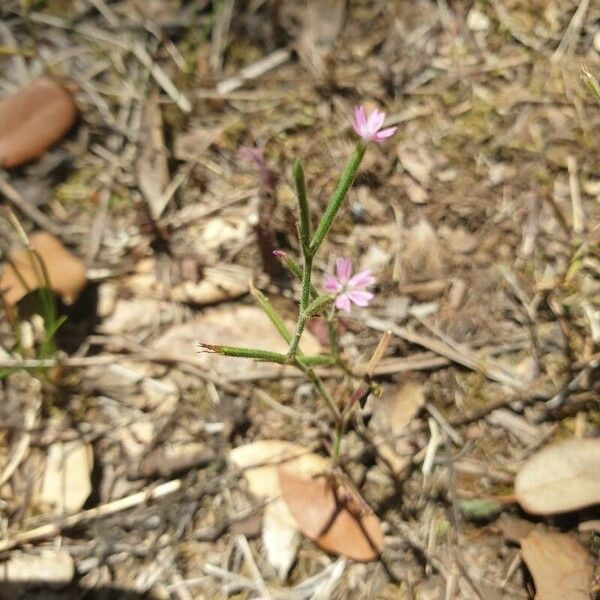 Dianthus nudiflorus Blüte