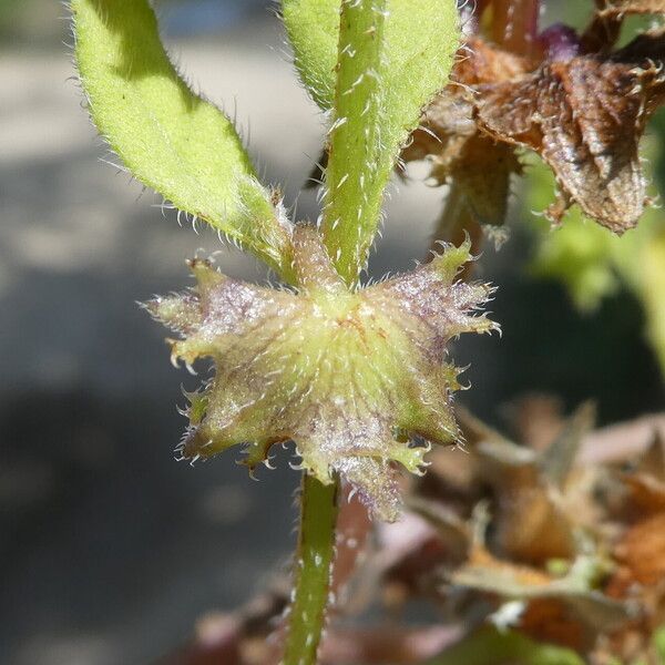 Asperugo procumbens Fruchs