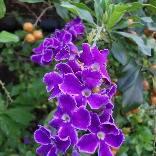 Duranta erecta Blomma