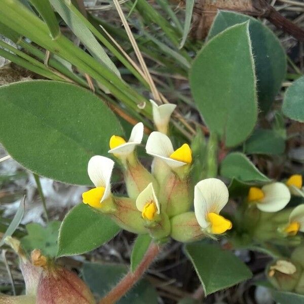 Tripodion tetraphyllum फूल