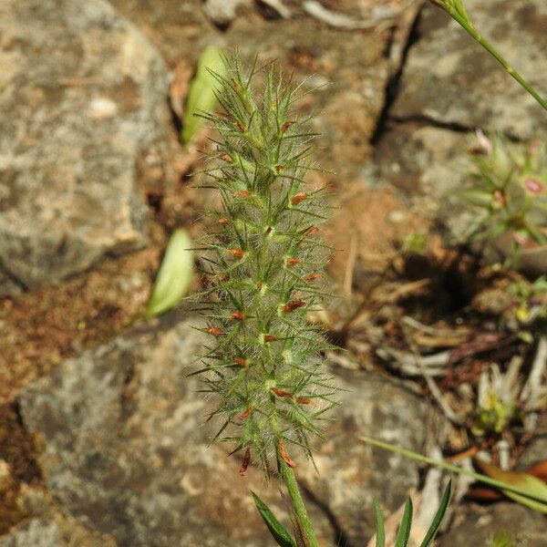 Trifolium angustifolium 花