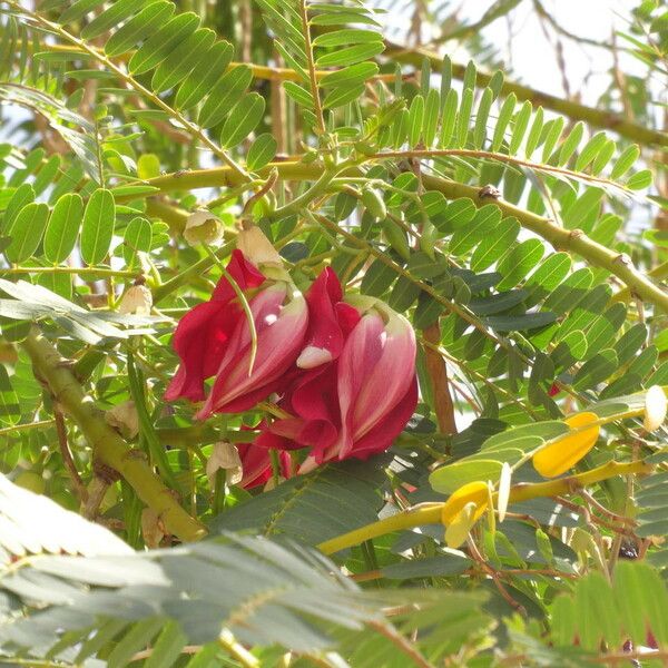 Sesbania grandiflora Flower