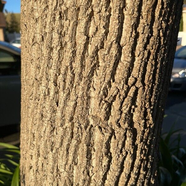 Liriodendron chinense Bark