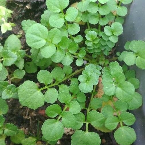 Cardamine flexuosa List