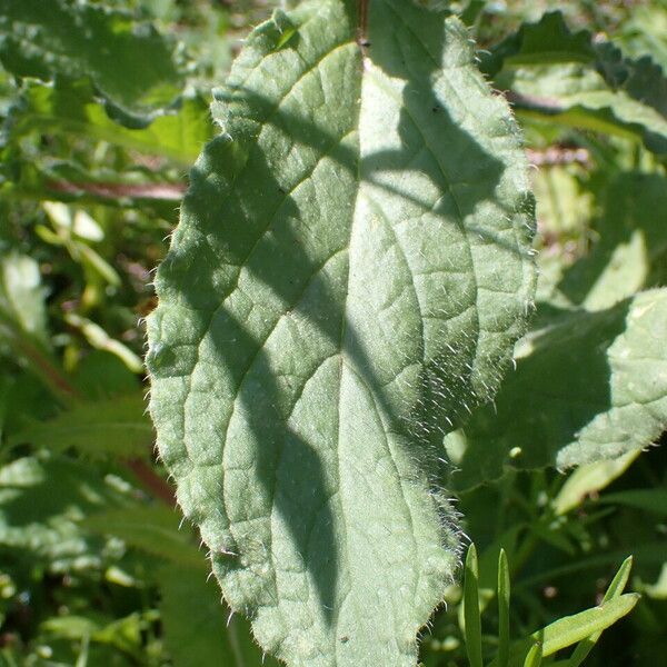 Borago officinalis Leaf