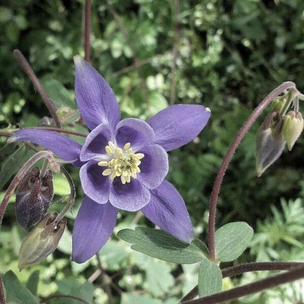 Aquilegia vulgaris Flower