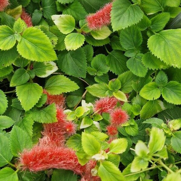 Acalypha hispida Fiore