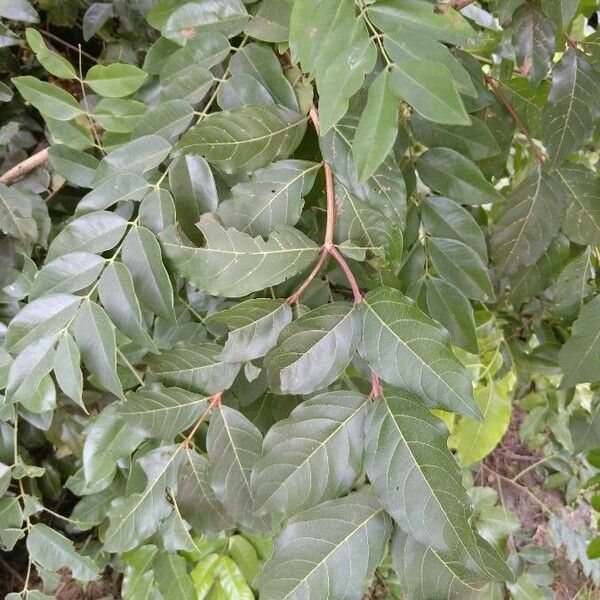 Combretum micranthum Leaf