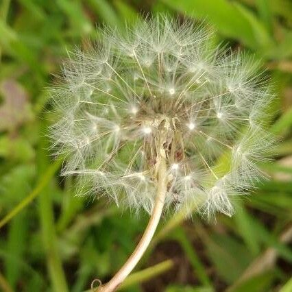 Taraxacum mattmarkense Kwiat