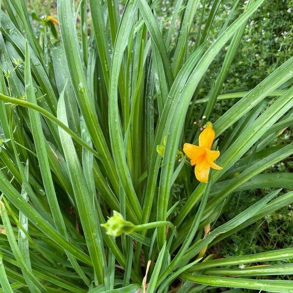 Hemerocallis lilioasphodelus Virág