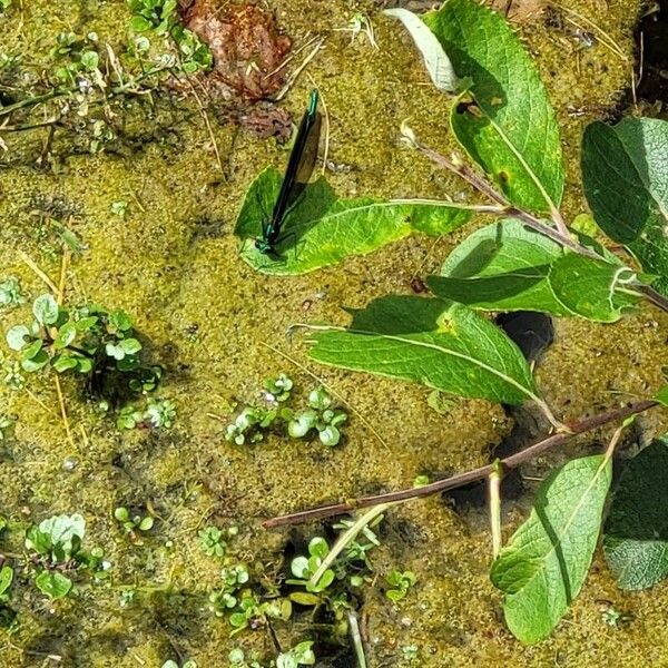 Salix myrsinifolia Leaf