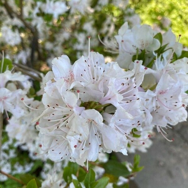 Rhododendron yunnanense Kukka