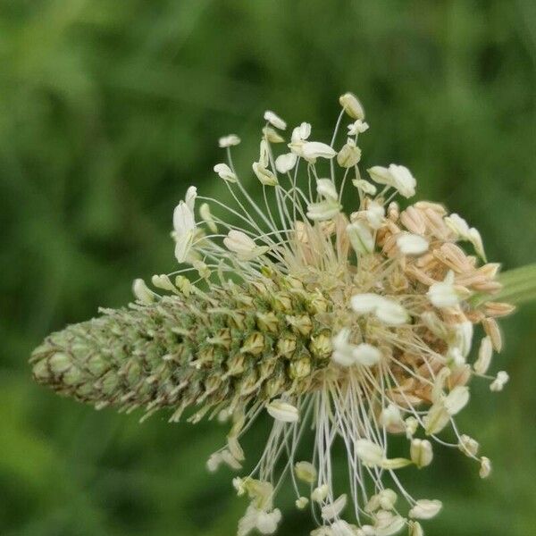 Plantago argentea Lorea