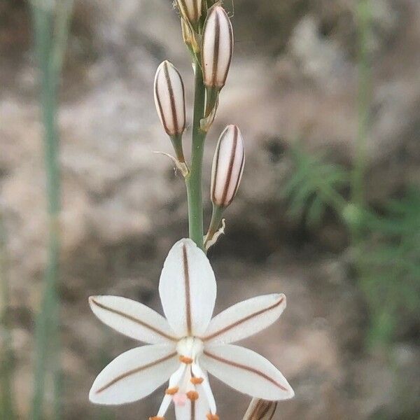 Asphodelus fistulosus Flower