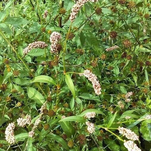 Persicaria maculosa Kukka