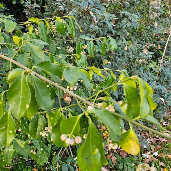 Euonymus japonicus फल