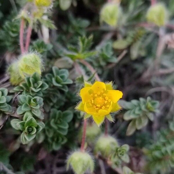 Potentilla crantzii Floro