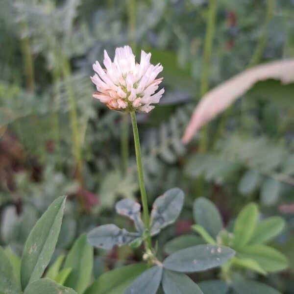 Trifolium alexandrinum 花