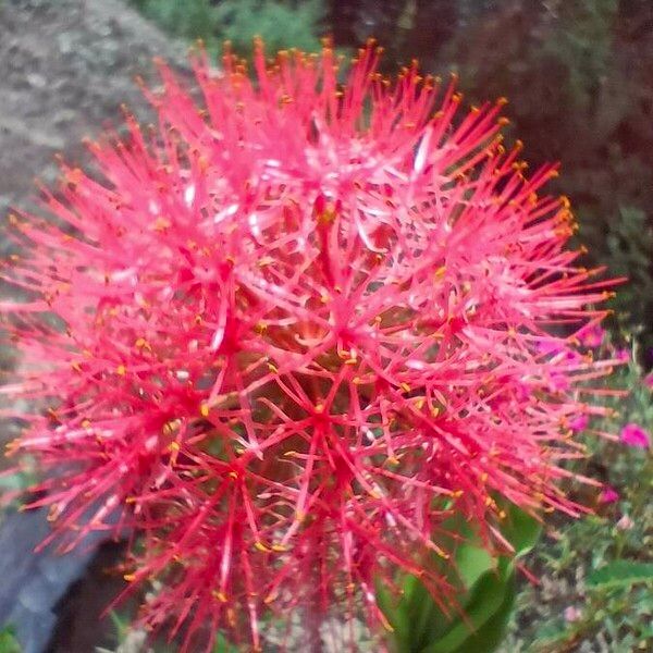 Scadoxus multiflorus Квітка