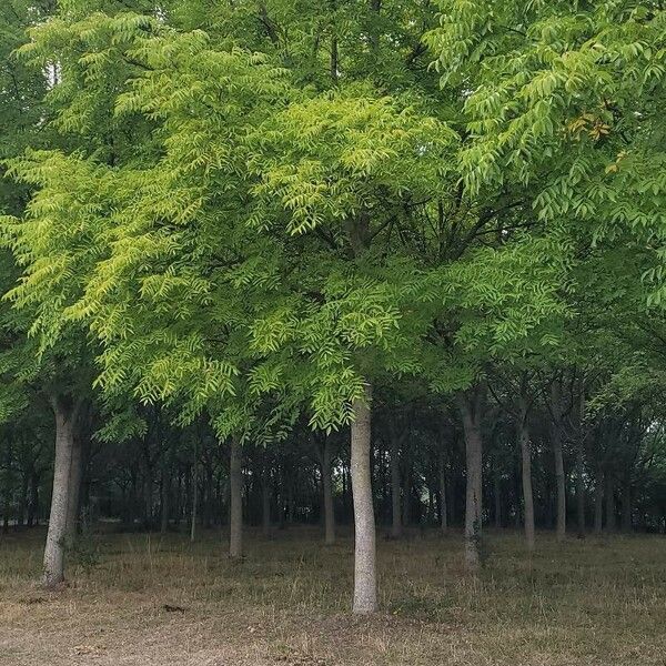 Juglans nigra Habit