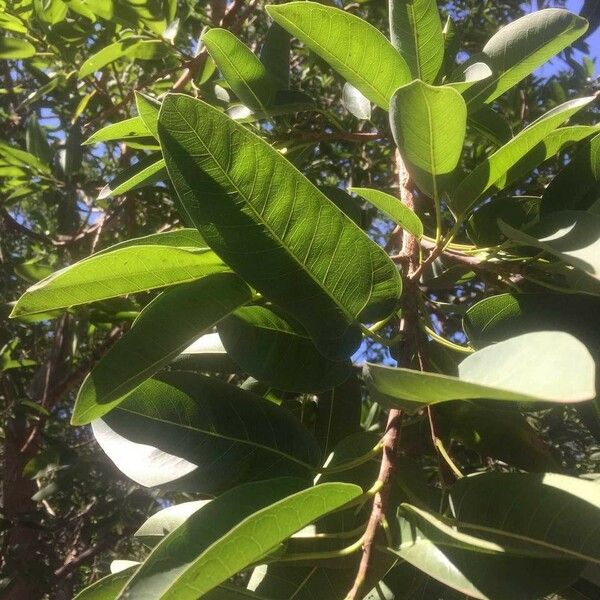 Ficus salicifolia Leht