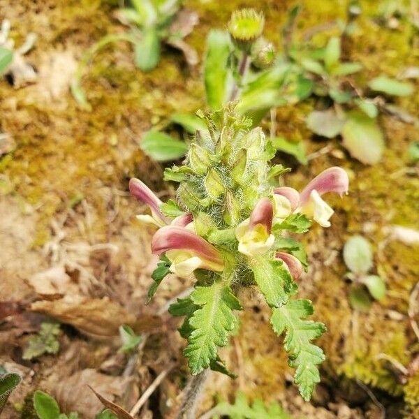 Pedicularis canadensis Λουλούδι