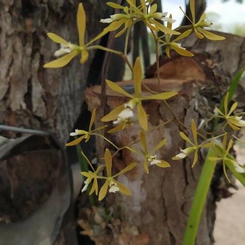 Encyclia tampensis Fleur