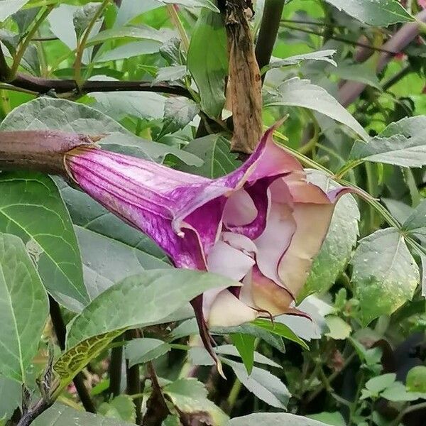 Datura metel Blomma