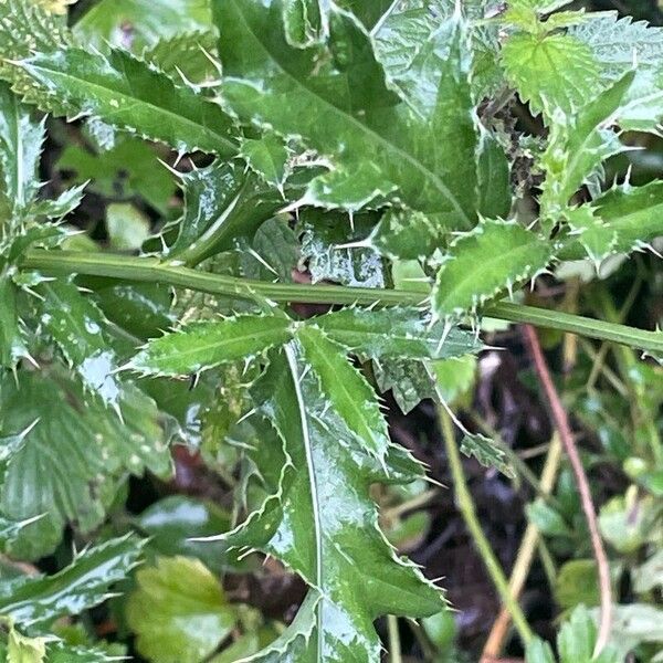 Cirsium arvense Φύλλο