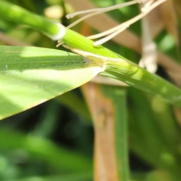 Oryza sativa Bark