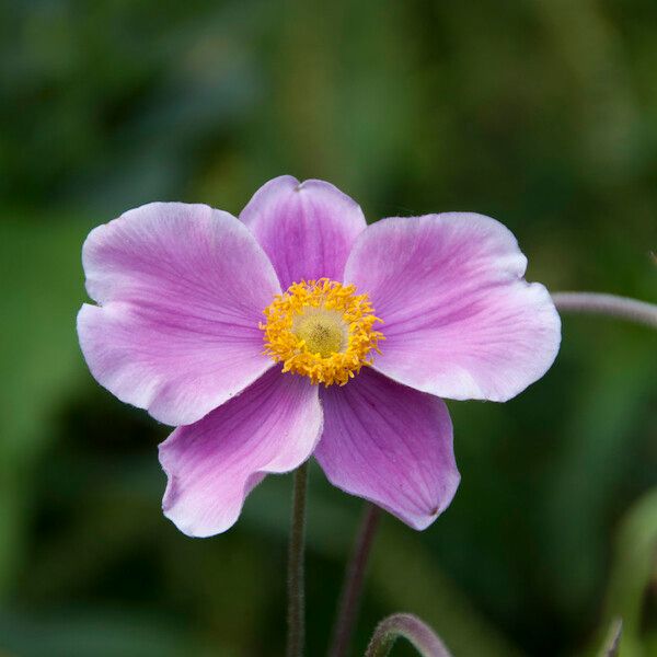 Eriocapitella tomentosa Flower