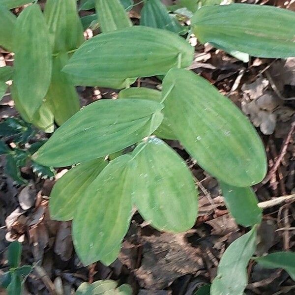 Uvularia grandiflora Folla