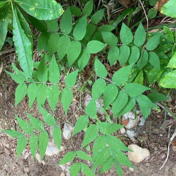 Aralia spinosa 葉