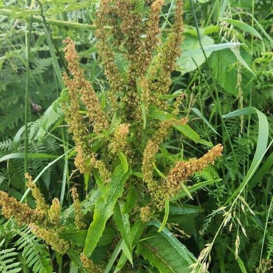 Rumex aquaticus Blomma