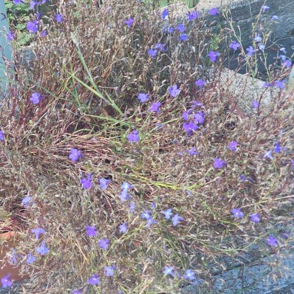 Anchusa azurea Flower