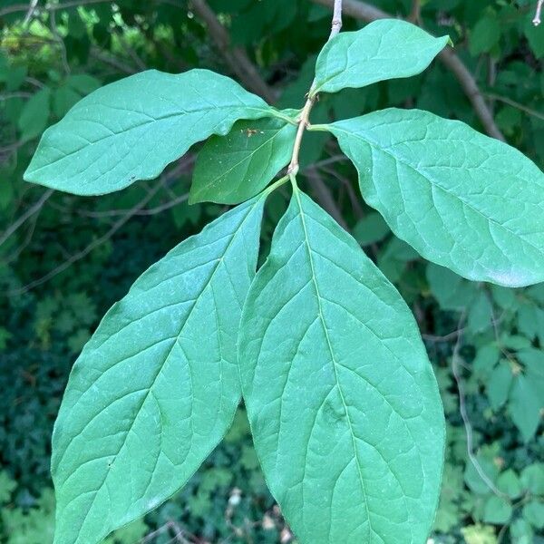 Syringa josikaea ᱥᱟᱠᱟᱢ